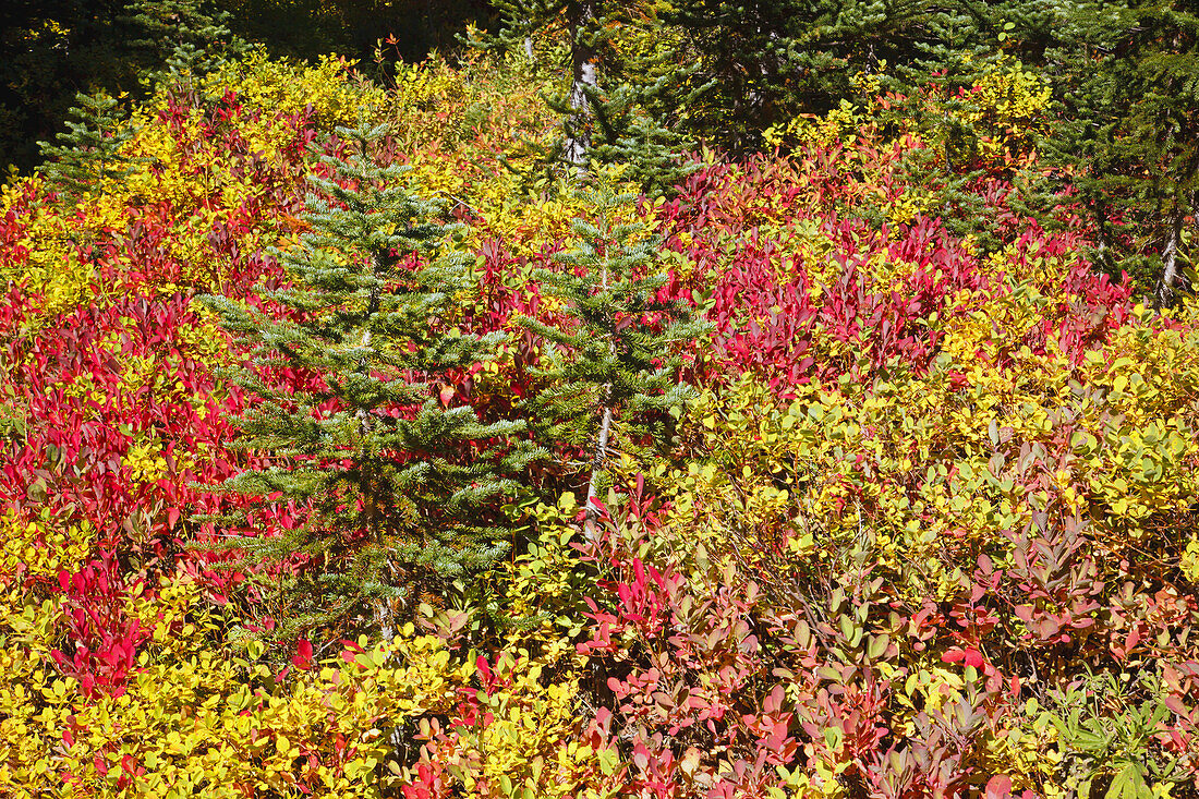 Lebhaftes Herbstlaub im Mount Rainier National Park, Washington, Vereinigte Staaten von Amerika