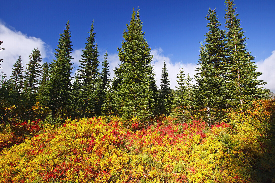 Vibrant autumn coloured foliage on a mountainside in Mount Rainier National Park,Washington,United States of America