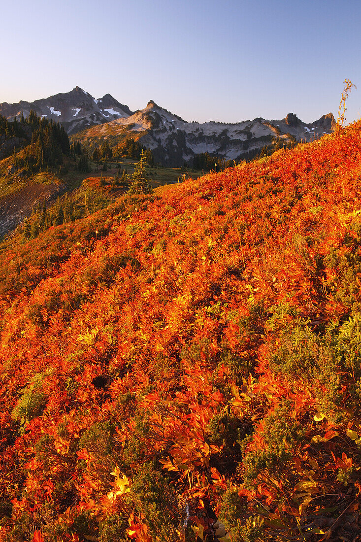 Farbenfrohes Herbstlaub und schroffe Berggipfel in der Tatoosh Range im Mount Rainier National Park, Washington, Vereinigte Staaten von Amerika