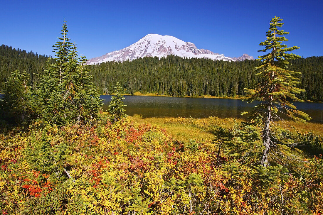 Schneebedeckter Mount Rainier und Herbstfarben auf einer Wiese mit dichtem Wald, See und strahlend blauem Himmel im Mount Rainier National Park, Washington, Vereinigte Staaten von Amerika