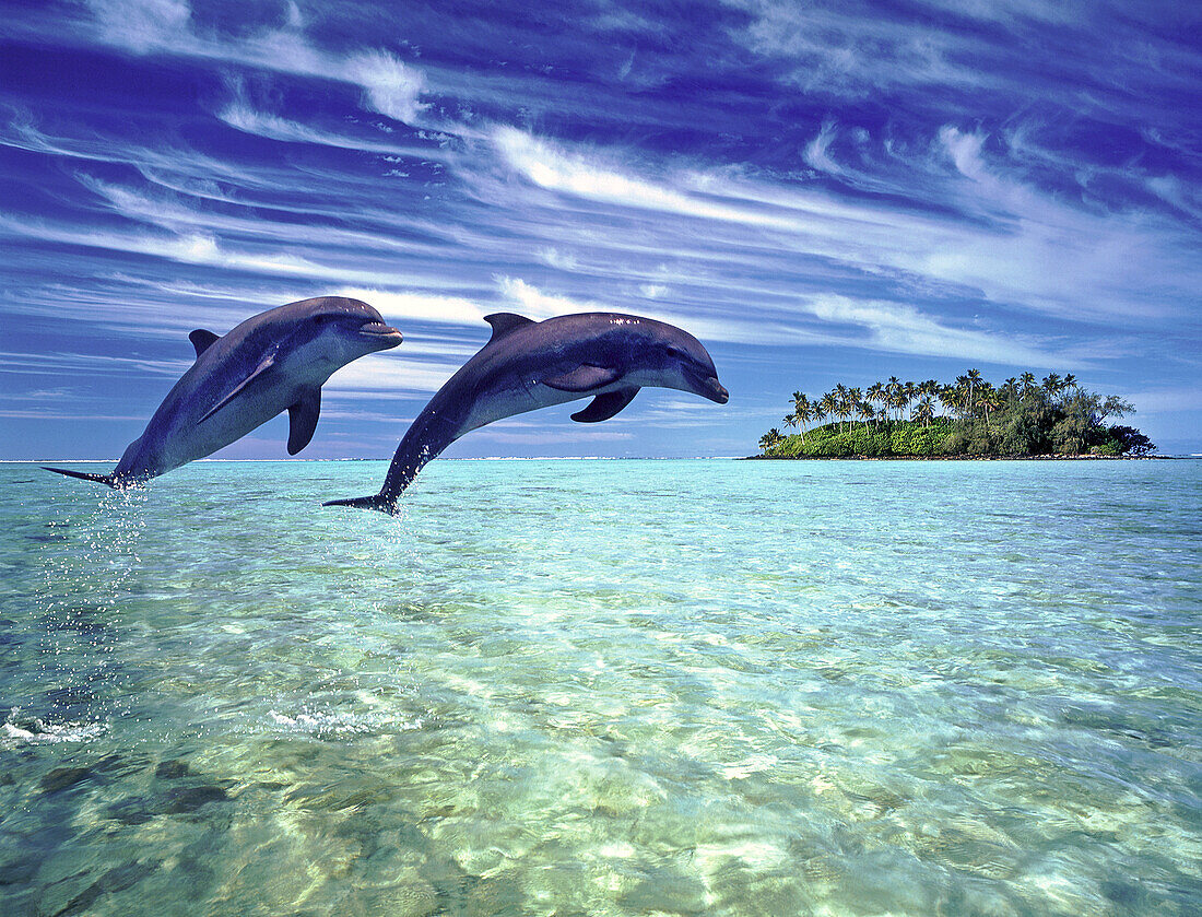 Two Bottlenose dolphins jumping in the air side-by-side,Cook Islands