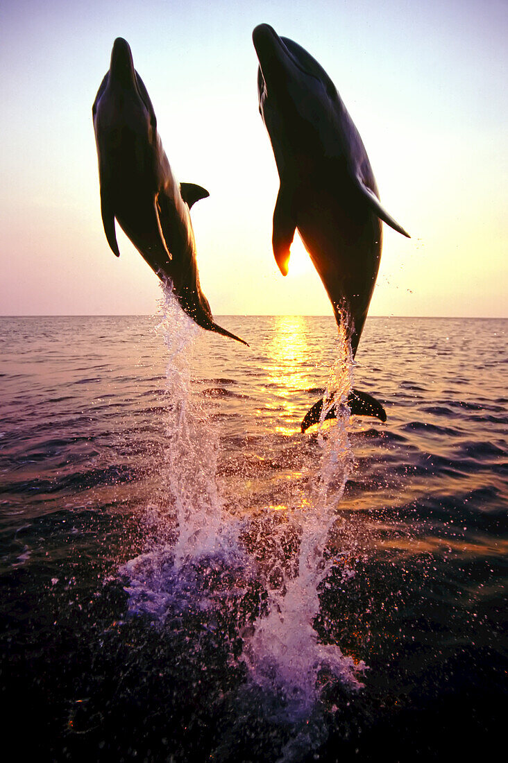 Two Bottlenose dolphins jump mid-air side by side,backlit by the sun setting over the ocean,Roatan,Honduras
