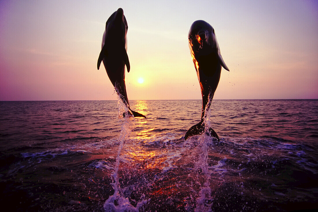 Two Bottlenose dolphins jump mid-air side by side,backlit by the sun setting over the ocean,Bay Islands,Honduras