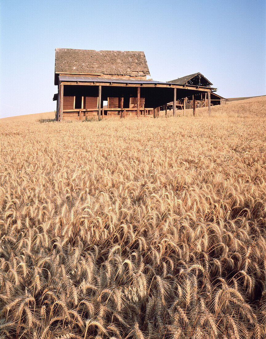 Abandoned farmhouse in the middle of a ripened golden wheat field,Palouse,Washington,United States of America