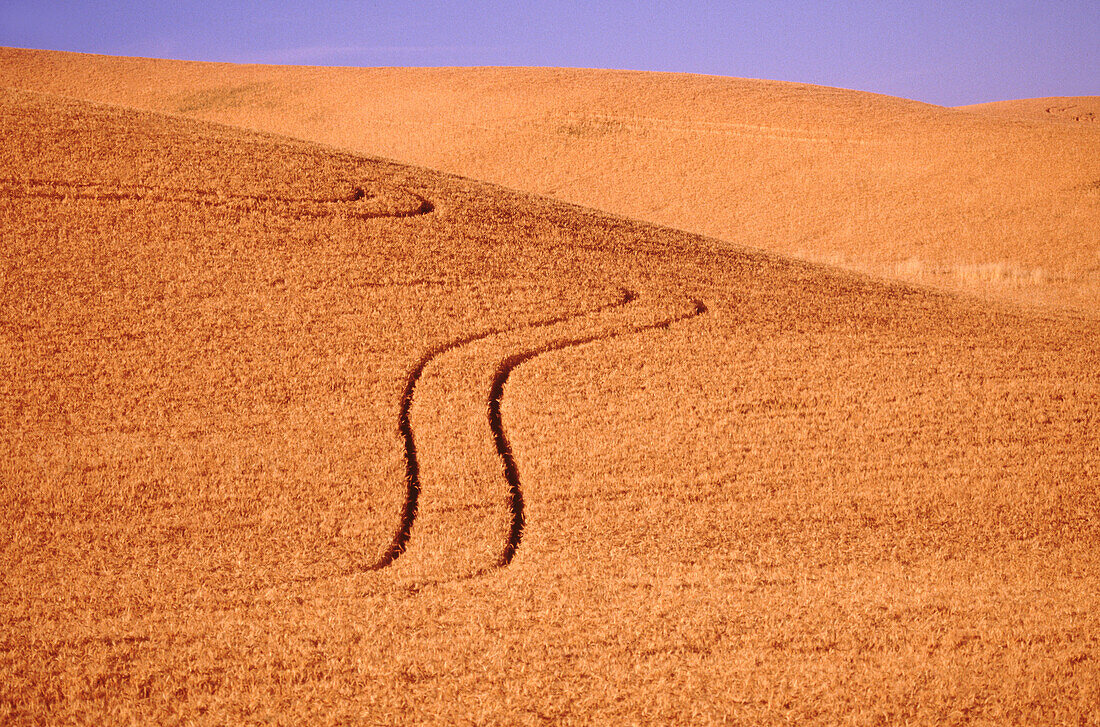 Sich durch ein Weizenfeld schlängelnde Wege auf einem weiten Hügel, Whitman County, Washington, Vereinigte Staaten von Amerika