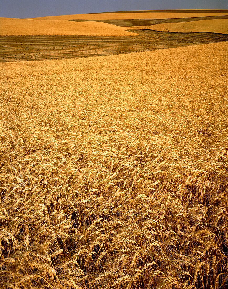 Goldene Weizenköpfe im Vordergrund und Muster eines gepflügten Feldes auf dem weitläufigen Ackerland über sanften Hügeln und einem fernen Horizont, Vereinigte Staaten von Amerika