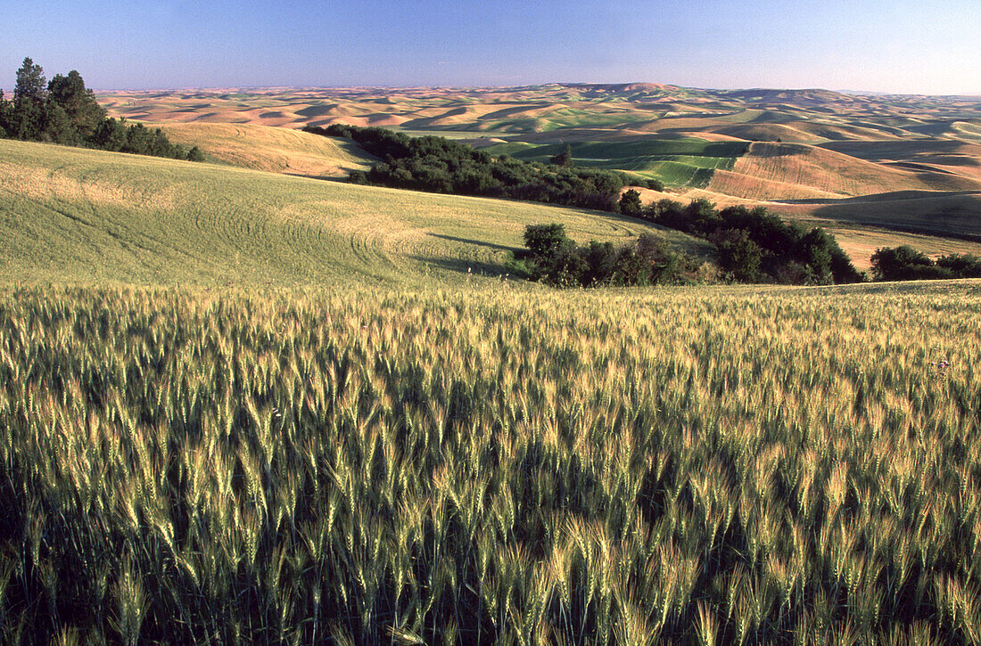 Patterns of colours on the expansive farmland over rolling hills and a distant horizon in Steptoe Butte State Park,Palouse Region,Washington,United States of America