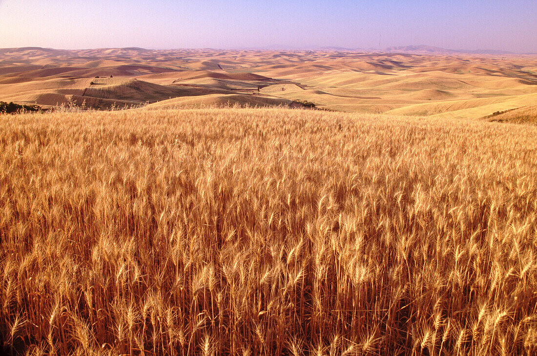 Golden crops on the rolling hills of the expansive farmland and a distant horizon in Steptoe Butte State Park at sunset,Palouse Region,Washington,United States of America