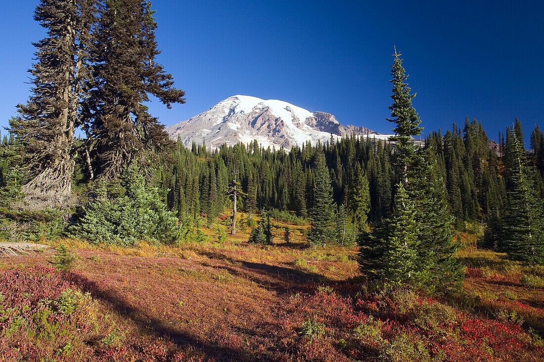 Mount Rainier on a bright,clear day in autumn in Mount Rainier National Park,Washington,United States of America