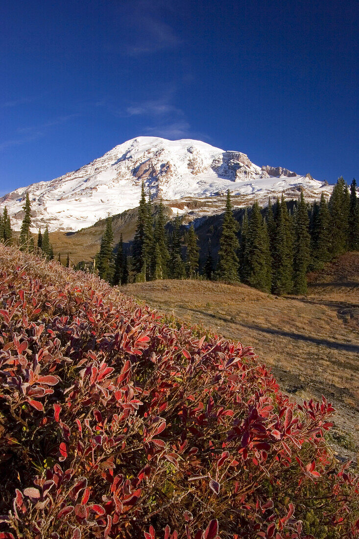 Mount Rainier an einem hellen, klaren Herbsttag mit Frost auf dem Laub im Vordergrund im Mount Rainier National Park,Washington,Vereinigte Staaten von Amerika