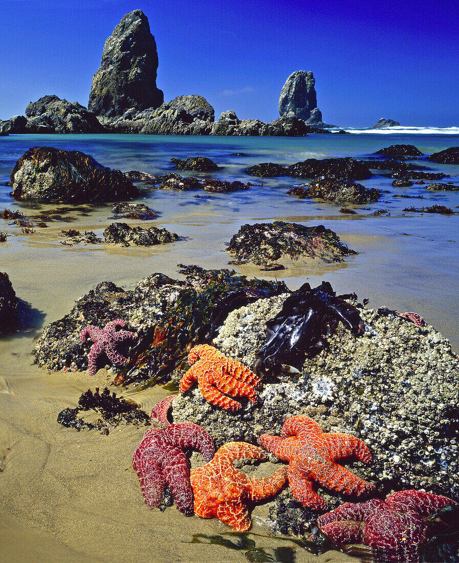 Red and orange starfish cling to a rock at low tide on a beach along the Oregon coast with rugged rock formations called 'the Needles' in the background,Cannon Beach,Oregon,United States of America
