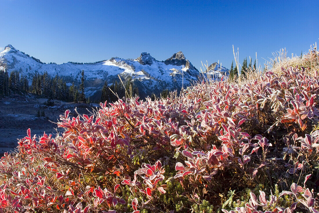 Schroffe Gipfel der Tatoosh Range mit Schnee vor blauem Himmel und Frost auf dem herbstlichen Laub im Vordergrund, Mount Rainier National Park, Washington, Vereinigte Staaten von Amerika