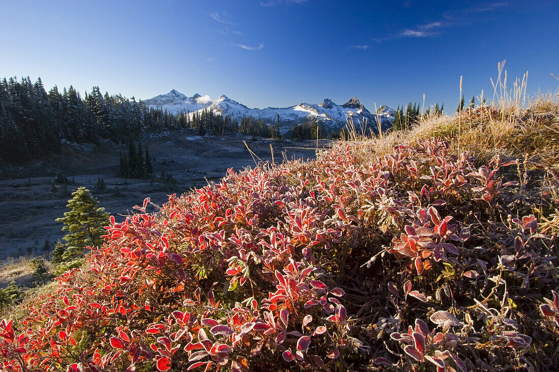 Rugged peaks of the Tatooth Range with snow against a blue sky and frost on the autumn coloured foliage in the foreground,Mount Rainier National Park,Washington,United States of America