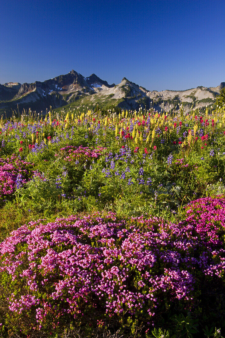 Colourful blossoms on a mountainside meadow with peaks of the Tatoosh Range in the background,Mount Rainier National Park,Washington,United States of America