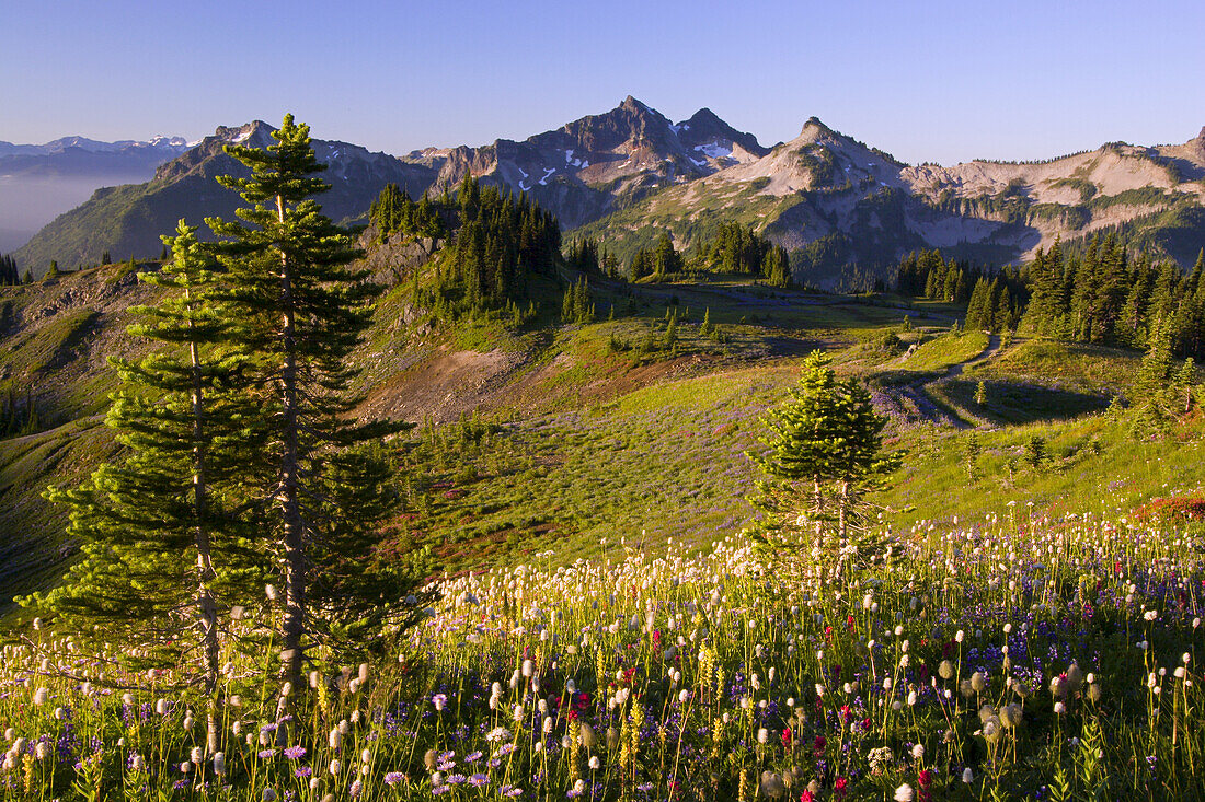 Farbenfrohe Blüten auf einer Bergwiese mit den Gipfeln der Tatoosh Range im Hintergrund, Mount Rainier National Park,Washington,Vereinigte Staaten von Amerika