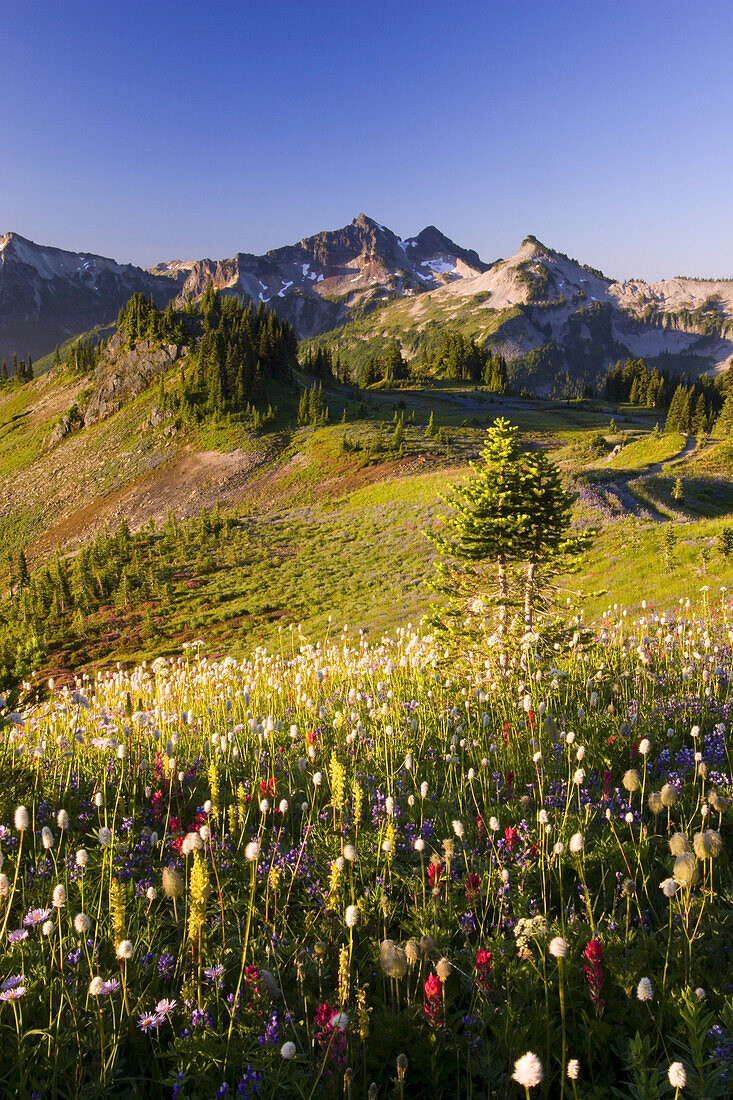 Farbenfrohe Blüten auf einer Bergwiese mit den Gipfeln der Tatoosh Range im Hintergrund, Mount Rainier National Park,Washington,Vereinigte Staaten von Amerika