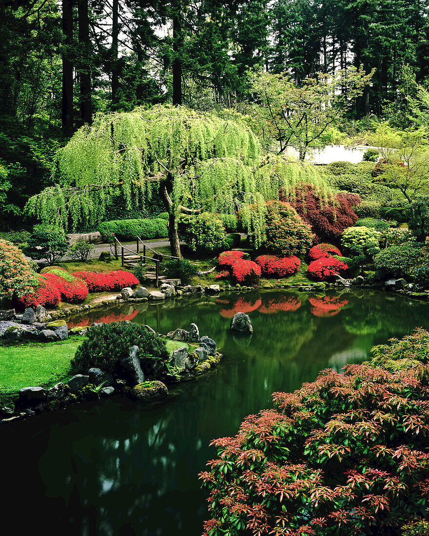 Lush and blossoming foliage in Portland Japanese Park,Washington Park,Portland,Oregon,United States of America