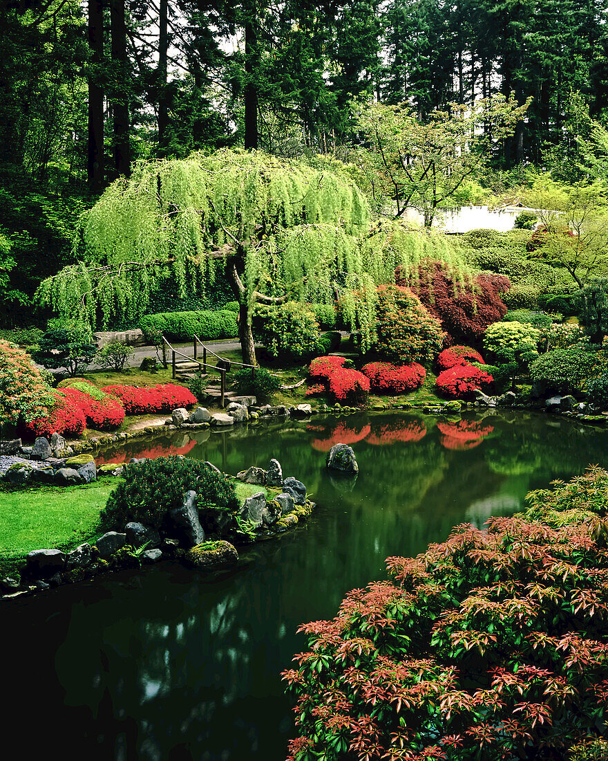 Üppiges und blühendes Laub im japanischen Park von Portland, Washington Park, Portland, Oregon, Vereinigte Staaten von Amerika