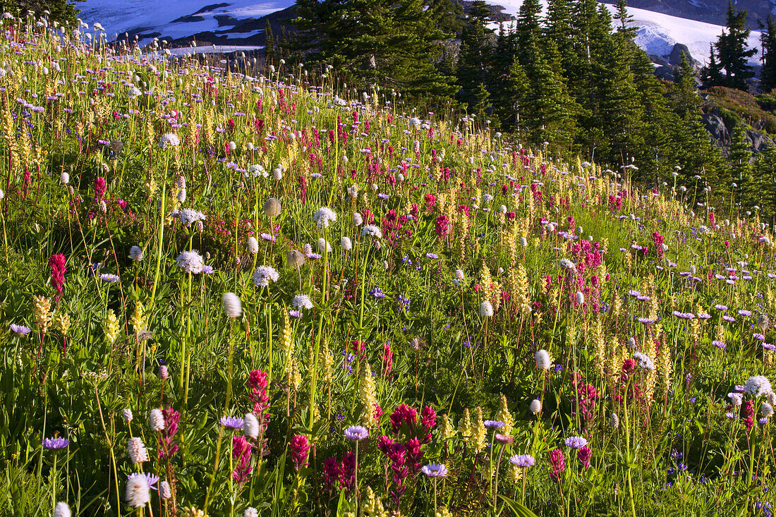 Bunte Blüten auf einer Bergwiese mit Schnee auf den Bergen im Hintergrund