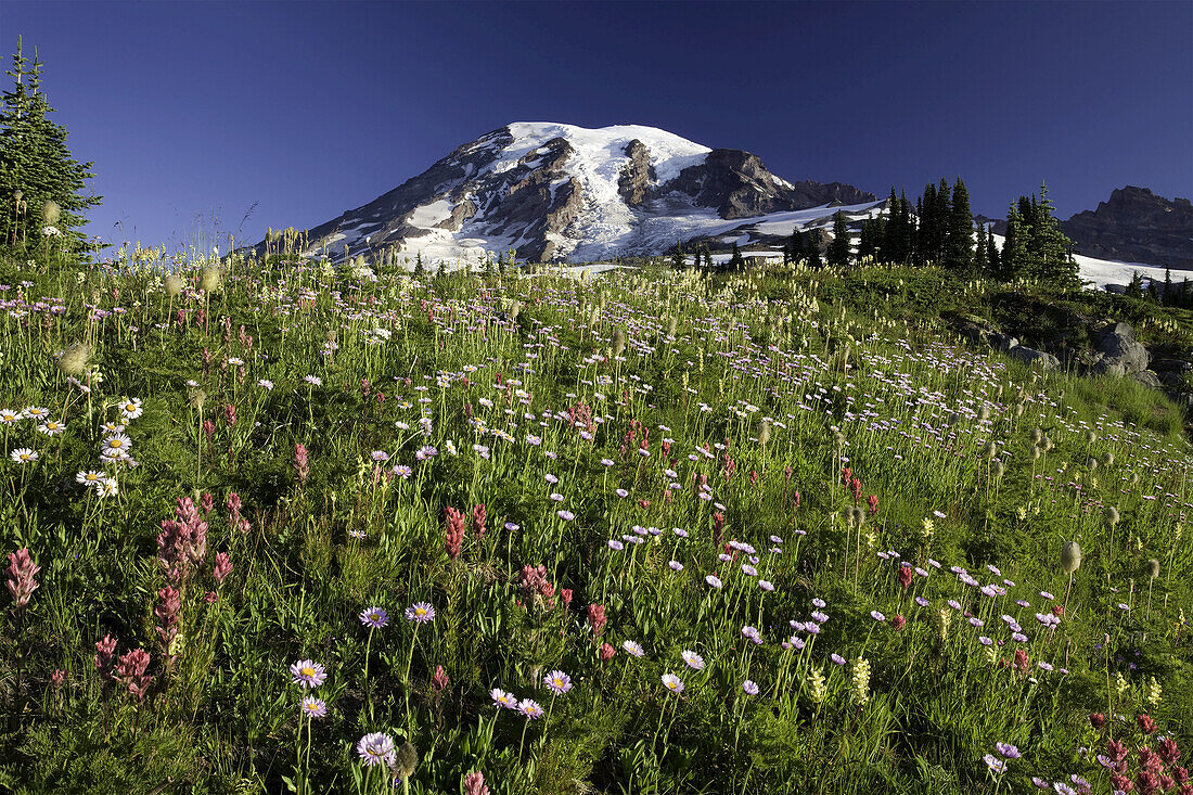 Blühende Wildblumen auf einer alpinen Wiese im Mount Rainier National Park,Washington,Vereinigte Staaten von Amerika