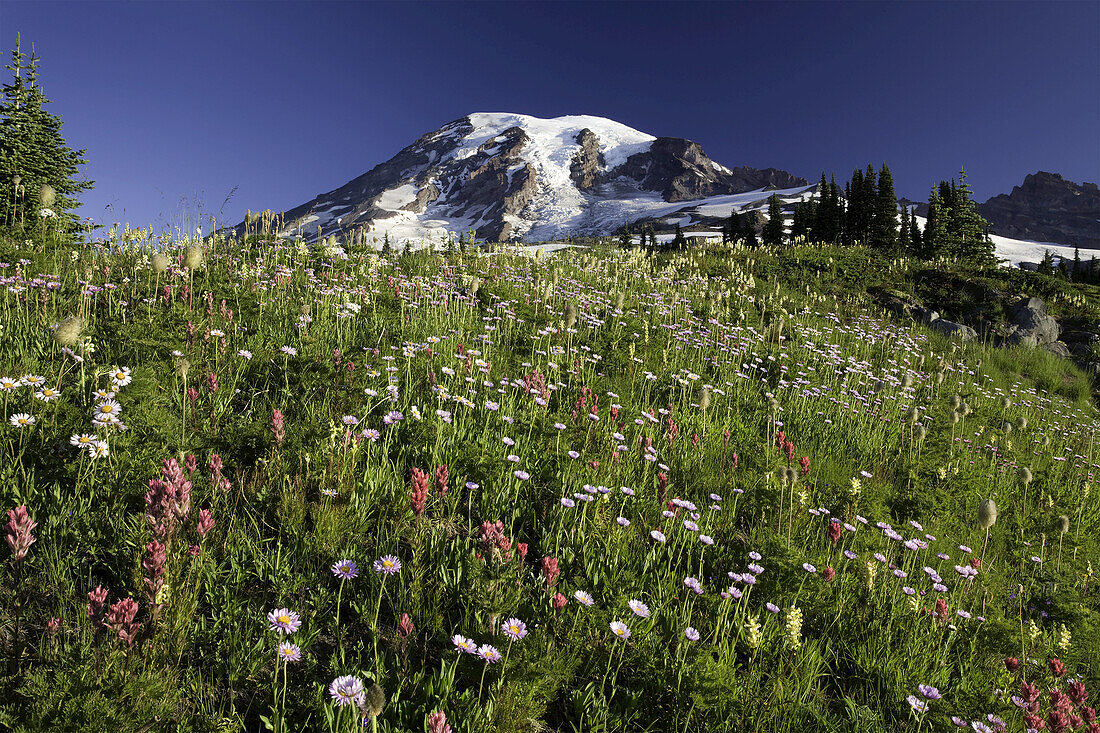 Wildflowers blossoming in an alpine meadow in Mount Rainier National Park,Washington,United States of America