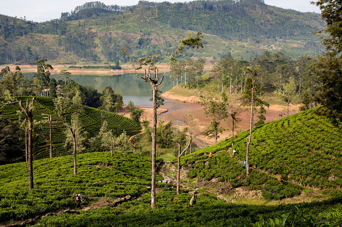 Teeplantage bei Dickoya im Hügelland,Sri Lanka,Dikoya,Nuwara Eliya District,Sri Lanka