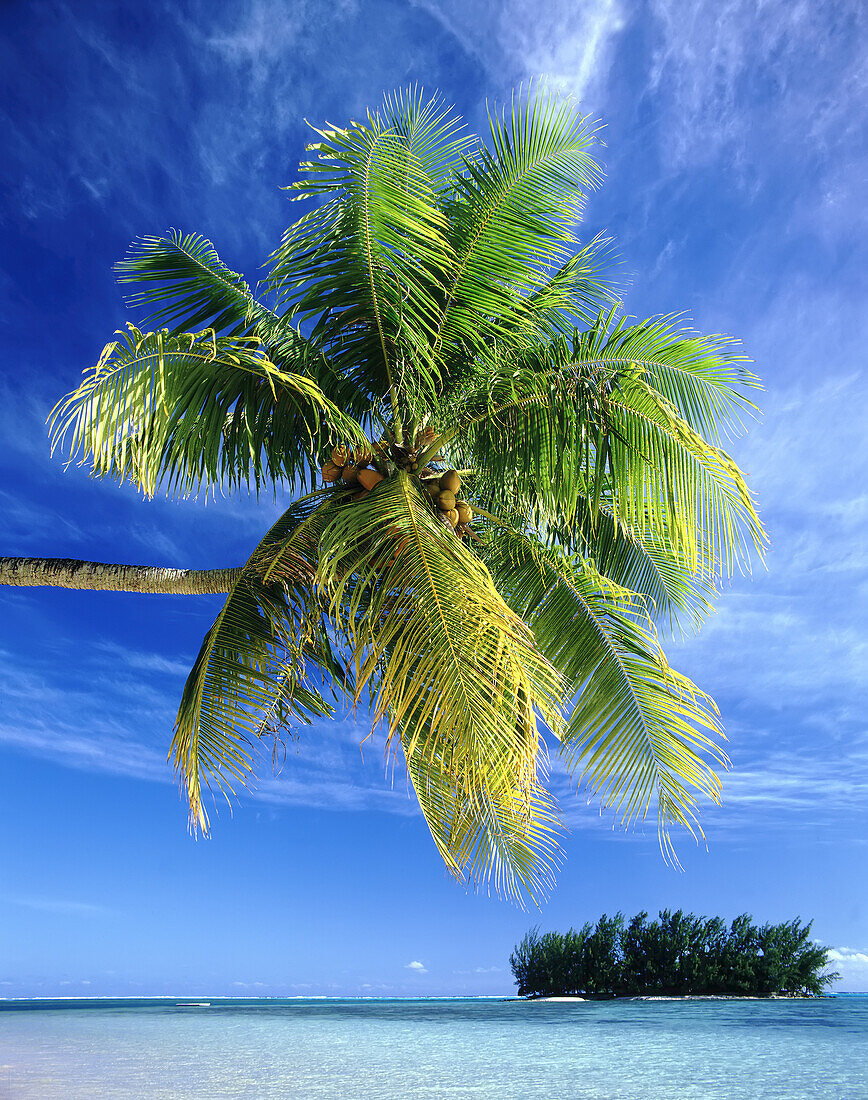 Eine Kokospalme lehnt sich über das türkisfarbene Wasser im Südpazifik mit einer kleinen Insel im Hintergrund, Französisch-Polynesien