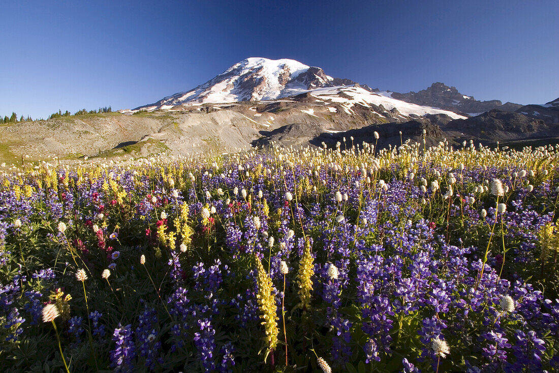 Wildflowers growing in an alpine meadow in Paradise Park on snow-capped Mount Rainier in the background,Mount Rainier National Park,Washington,United States of America