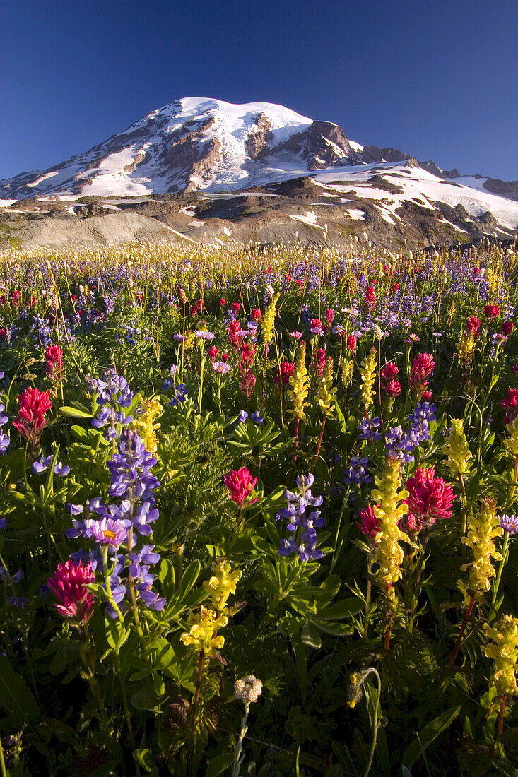 Wildblumen auf einer alpinen Wiese im Paradise Park mit dem schneebedeckten Mount Rainier im Hintergrund, Mount Rainier National Park, Washington, Vereinigte Staaten von Amerika