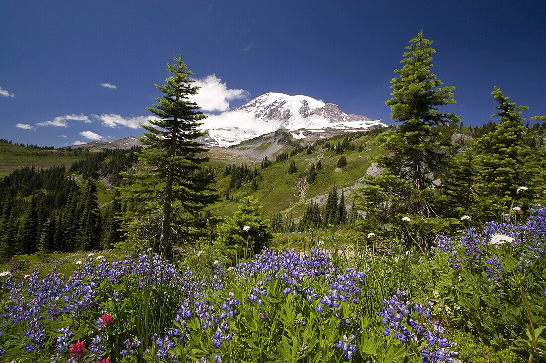 Wildblumen auf einer alpinen Wiese im Paradise Park mit dem schneebedeckten Mount Rainier im Hintergrund,Mount Rainier National Park,Washington,Vereinigte Staaten von Amerika