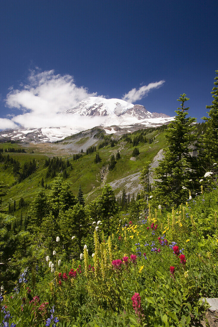 Wildblumen auf einer alpinen Wiese im Paradise Park mit dem schneebedeckten Mount Rainier im Hintergrund,Mount Rainier National Park,Washington,Vereinigte Staaten von Amerika