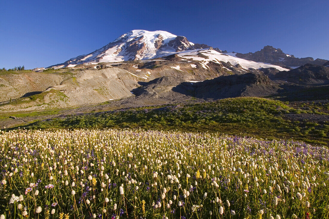 Wildblumen auf einer alpinen Wiese im Paradise Park mit dem schneebedeckten Mount Rainier im Hintergrund,Mount Rainier National Park,Washington,Vereinigte Staaten von Amerika