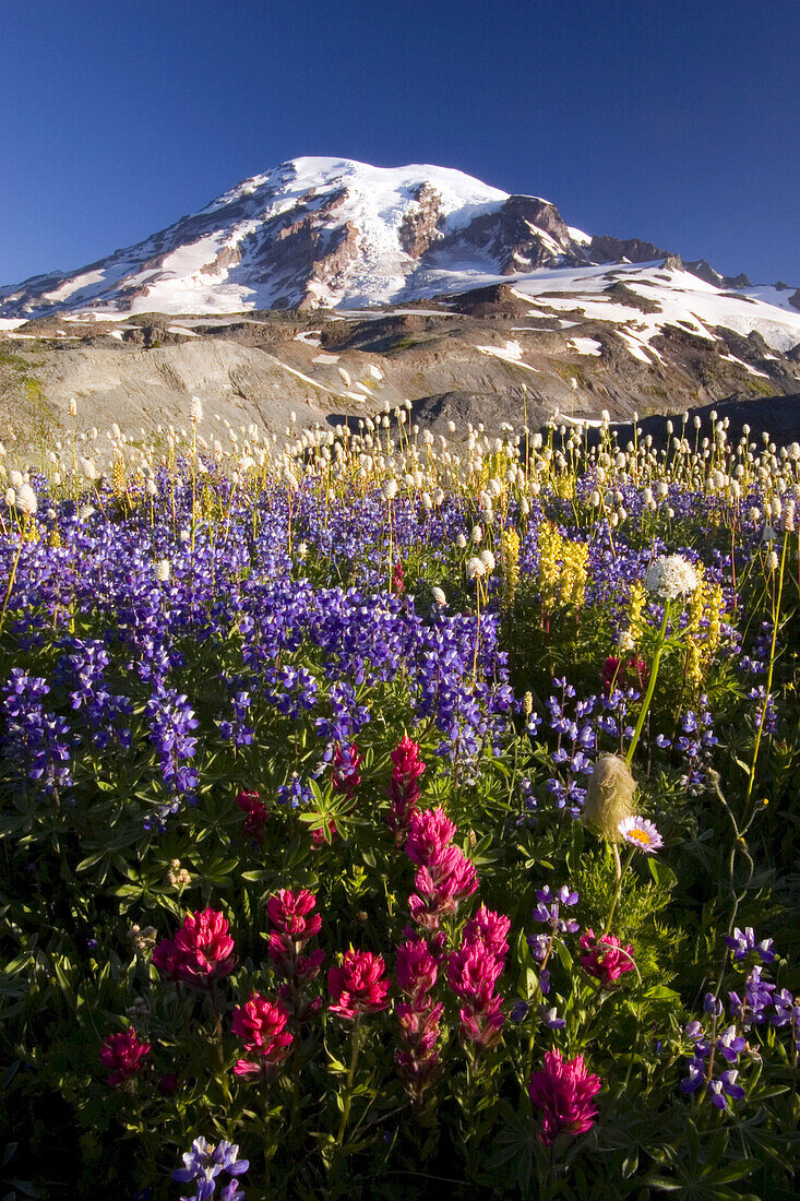 Wildblumen auf einer alpinen Wiese im Paradise Park mit dem schneebedeckten Mount Rainier im Hintergrund,Mount Rainier National Park,Washington,Vereinigte Staaten von Amerika