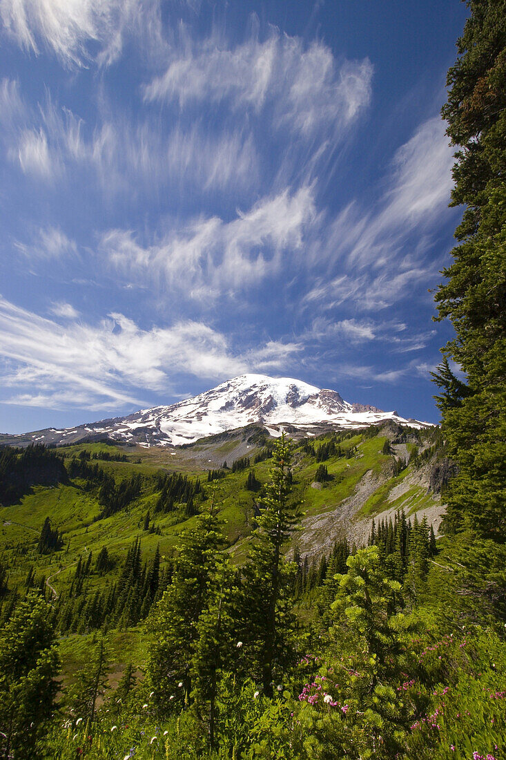 Forest and lush green foliage covering the alpine meadow on the mountainside of Mount Rainier in Paradise Park in Mount Rainier National Park,Washington,United States of America