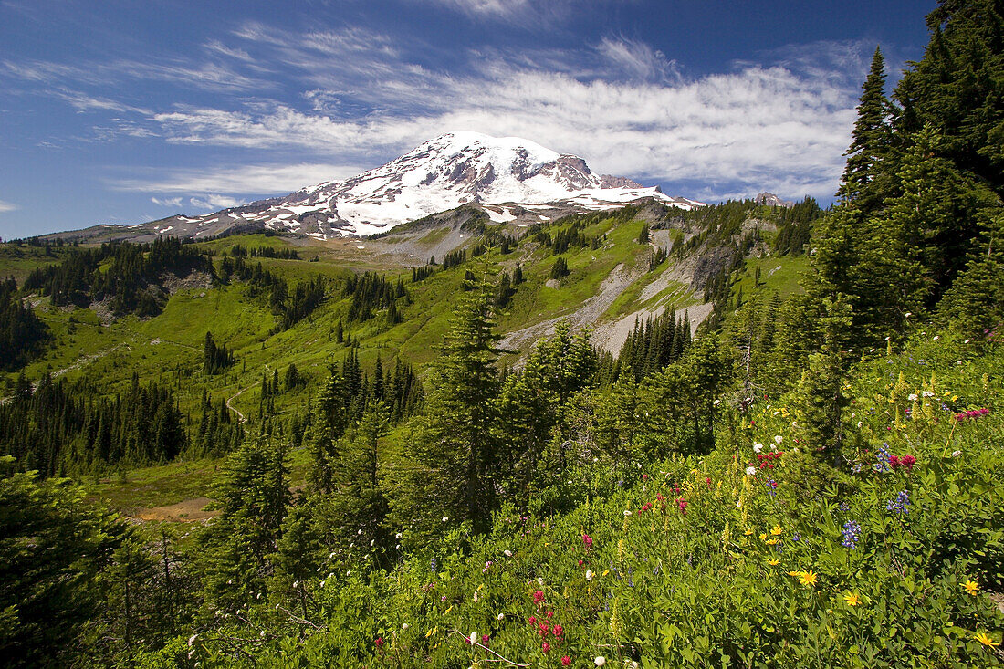 Wildblumen auf einer alpinen Wiese im Paradise Park mit dem schneebedeckten Mount Rainier im Hintergrund, Mount Rainier National Park, Washington, Vereinigte Staaten von Amerika