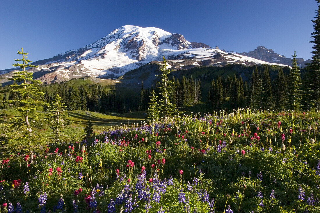 Wildflowers growing in an alpine meadow in Paradise Park with a snow-capped Mount Rainier in the background,Mount Rainier National Park,Washington,United States of America