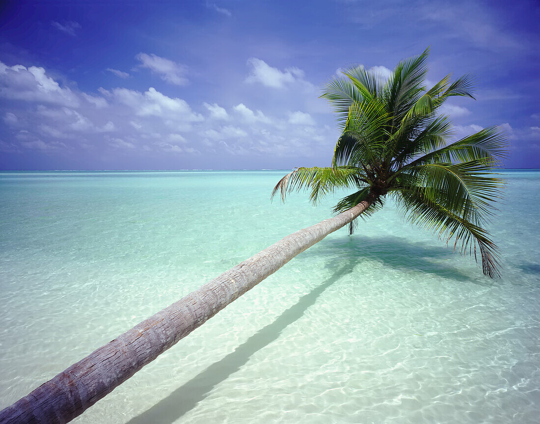 Palm tree leaning over tropical ocean water,Maldives