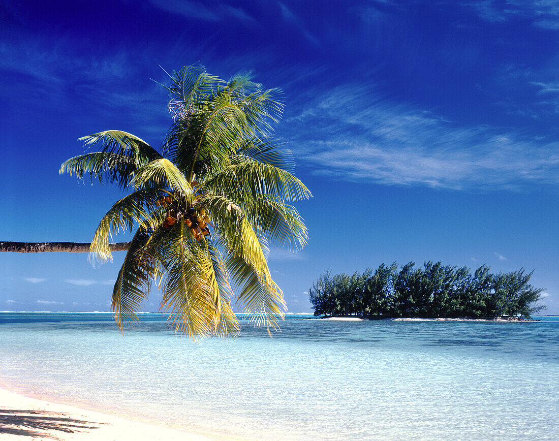 Palm tree leaning over tropical ocean water from a white sand beach with a small island out from the shore,French Polynesia