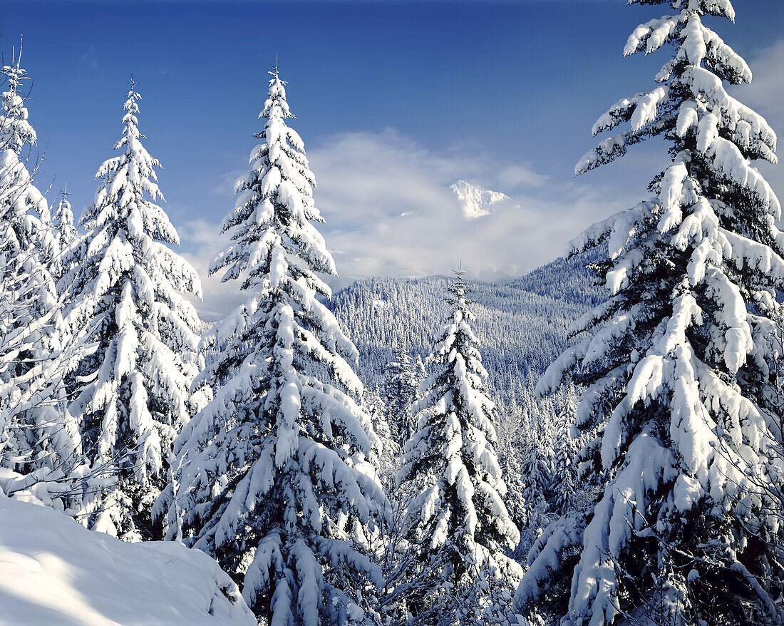 Schneebedeckter Wald in einer Berglandschaft mit dem Gipfel des Mount Hood in der Ferne im pazifischen Nordwesten, Mount Hood National Forest, Oregon, Vereinigte Staaten von Amerika