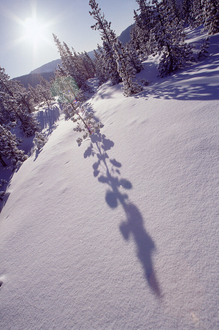 Schneebedeckter Wald in einer Berglandschaft im pazifischen Nordwesten, Mount Hood National Forest, Oregon, Vereinigte Staaten von Amerika