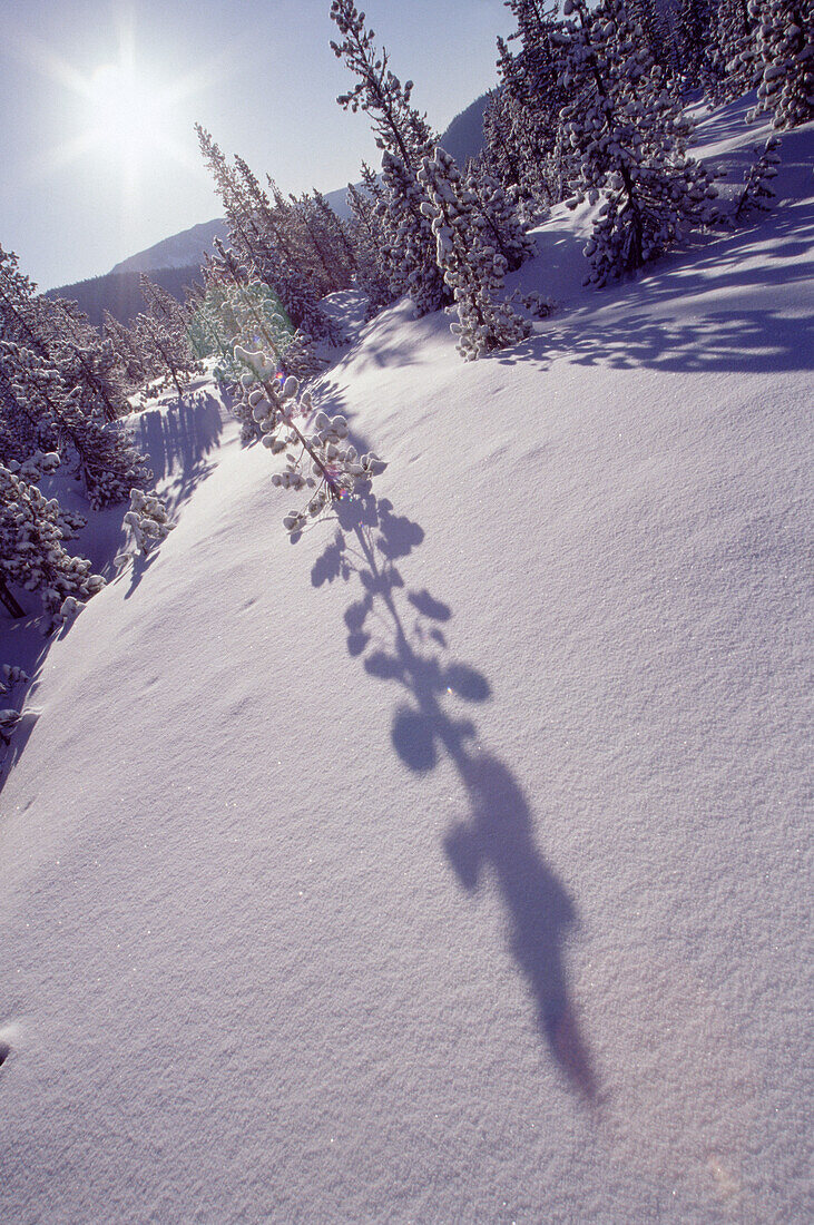 Snow-covered forest in a mountainous landscape in the Pacific Northwest,Mount Hood National Forest,Oregon,United States of America