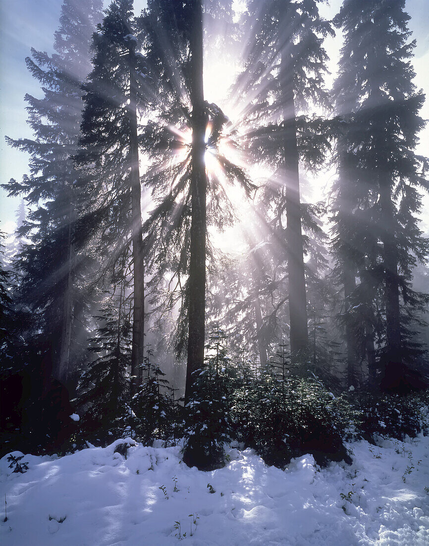 Sonnenlicht hinter silhouettierten immergrünen Bäumen, die Lichtstrahlen auf den Mount Rainier schicken, Mount Rainier National Park, Washington, Vereinigte Staaten von Amerika