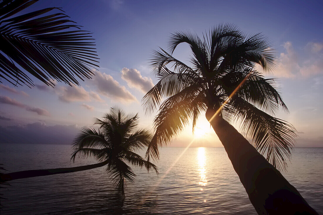 Sunlight glowing over the ocean at sunset with silhouetted palm trees reaching out from the shore,Maldives