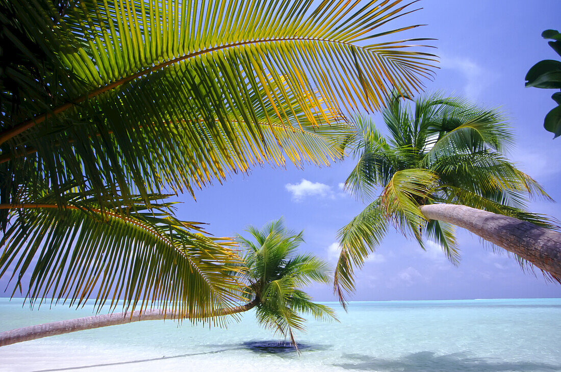 Palm trees reaching out to the turquoise tropical ocean water from a white sand beach,Maldives