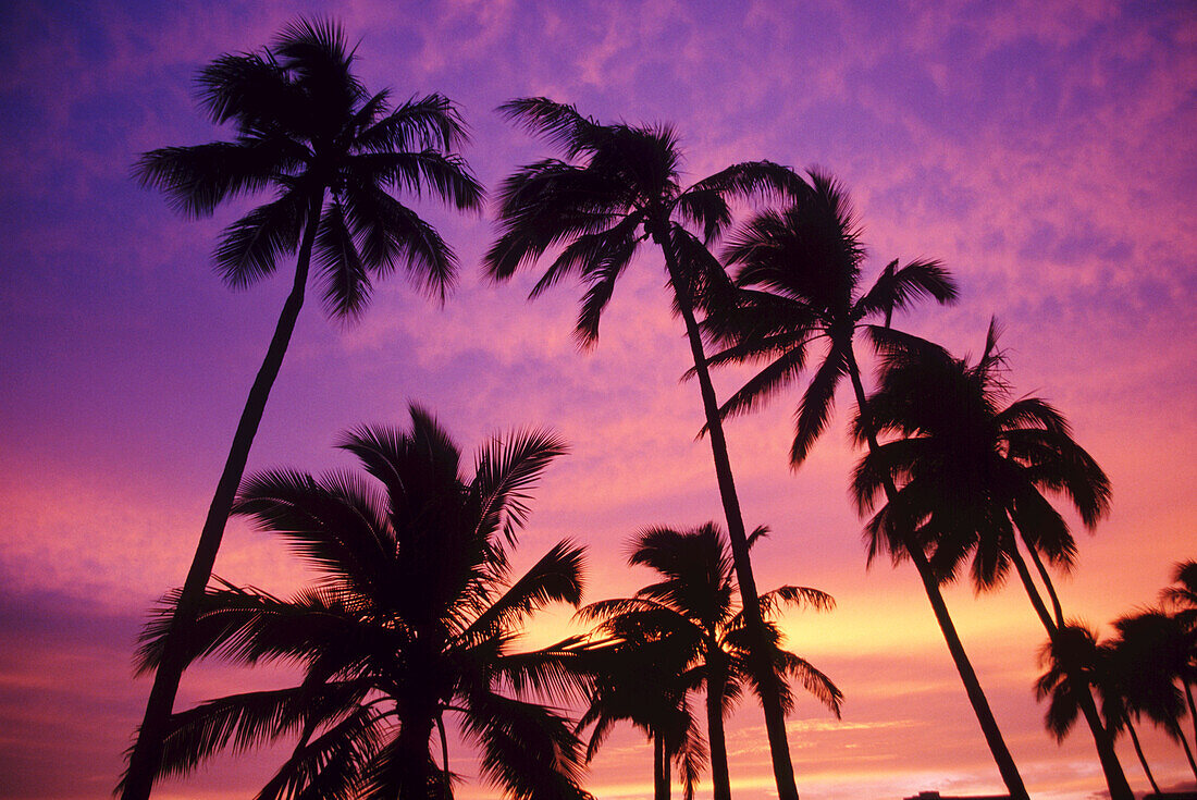 Silhouette Palmen gegen einen dramatischen Sonnenuntergang Himmel, Oahu, Hawaii, Vereinigte Staaten von Amerika