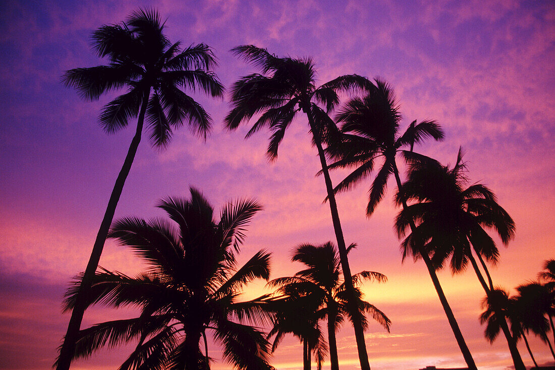 Silhouette palm trees against a dramatic sunset sky,Oahu,Hawaii,United States of America