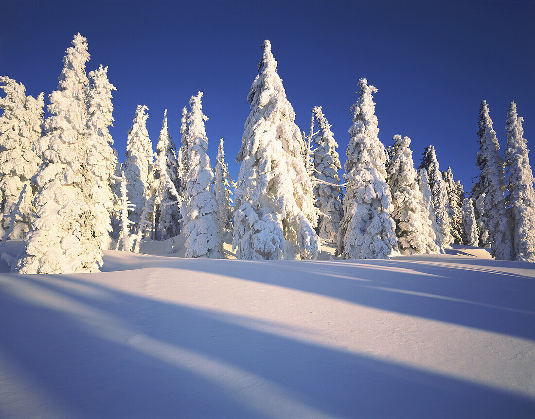 Immergrüne, schneebedeckte Bäume in einem Wald bei Sonnenaufgang vor blauem Himmel, Mount Hood National Forest, Oregon, Vereinigte Staaten von Amerika