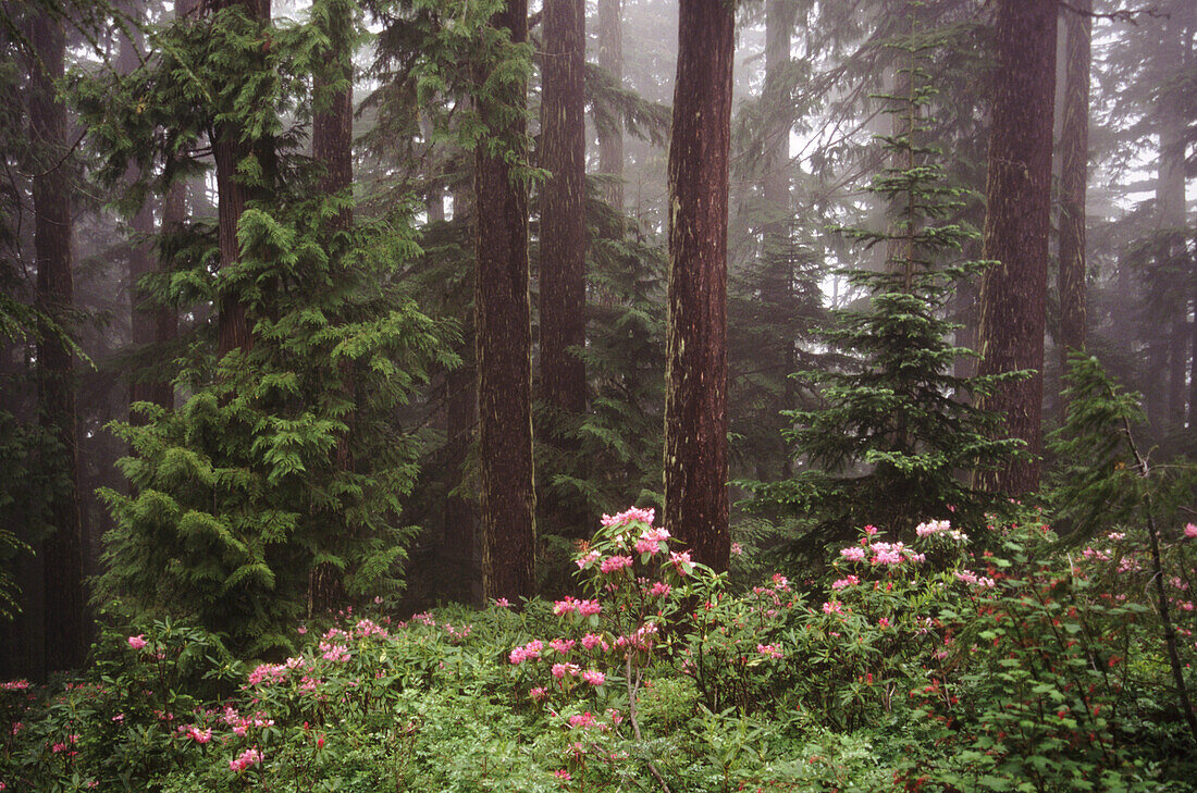 Fog in Mount Hood National Forest with blossoming rhododendrons in the foreground,Oregon,United States of America