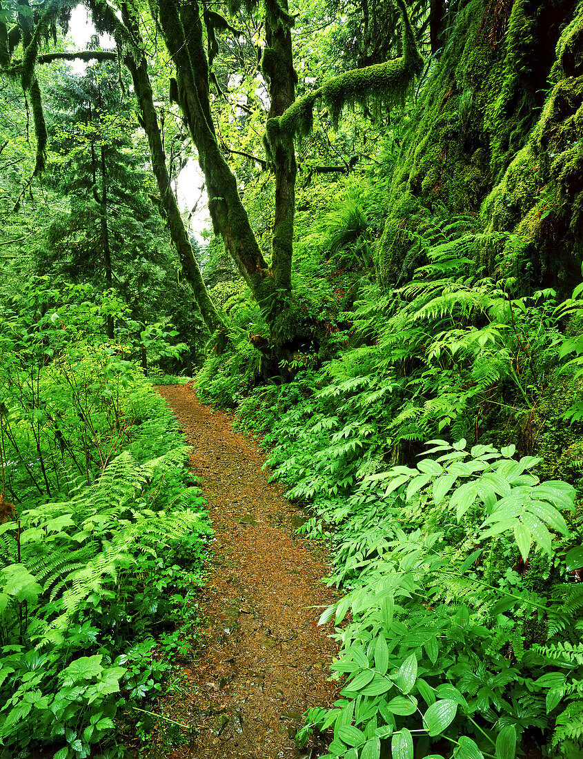 A hiking trail leads through the lush green foliage in a forest in the Columbia River Gorge,Oregon,United States of America