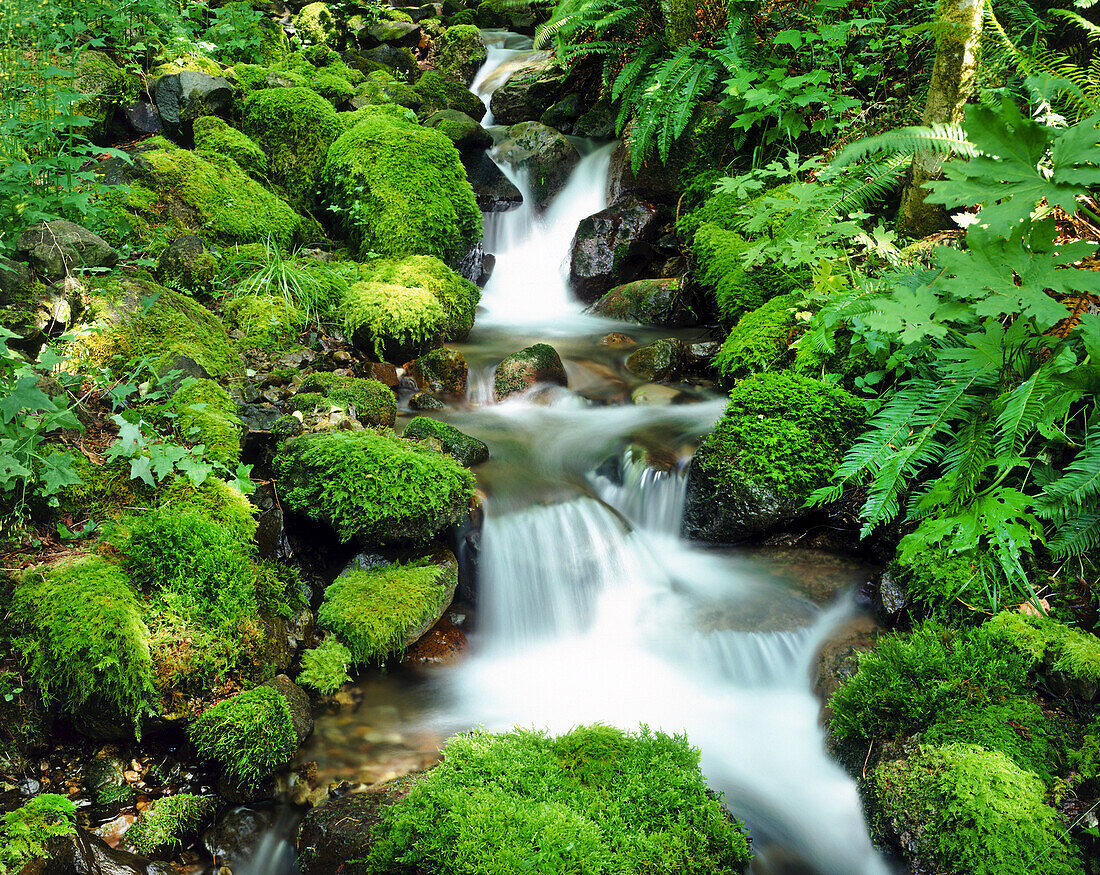 Cascades over moss-covered rocks and lush green foliage in Mount Hood National Forest,Oregon,United States of America